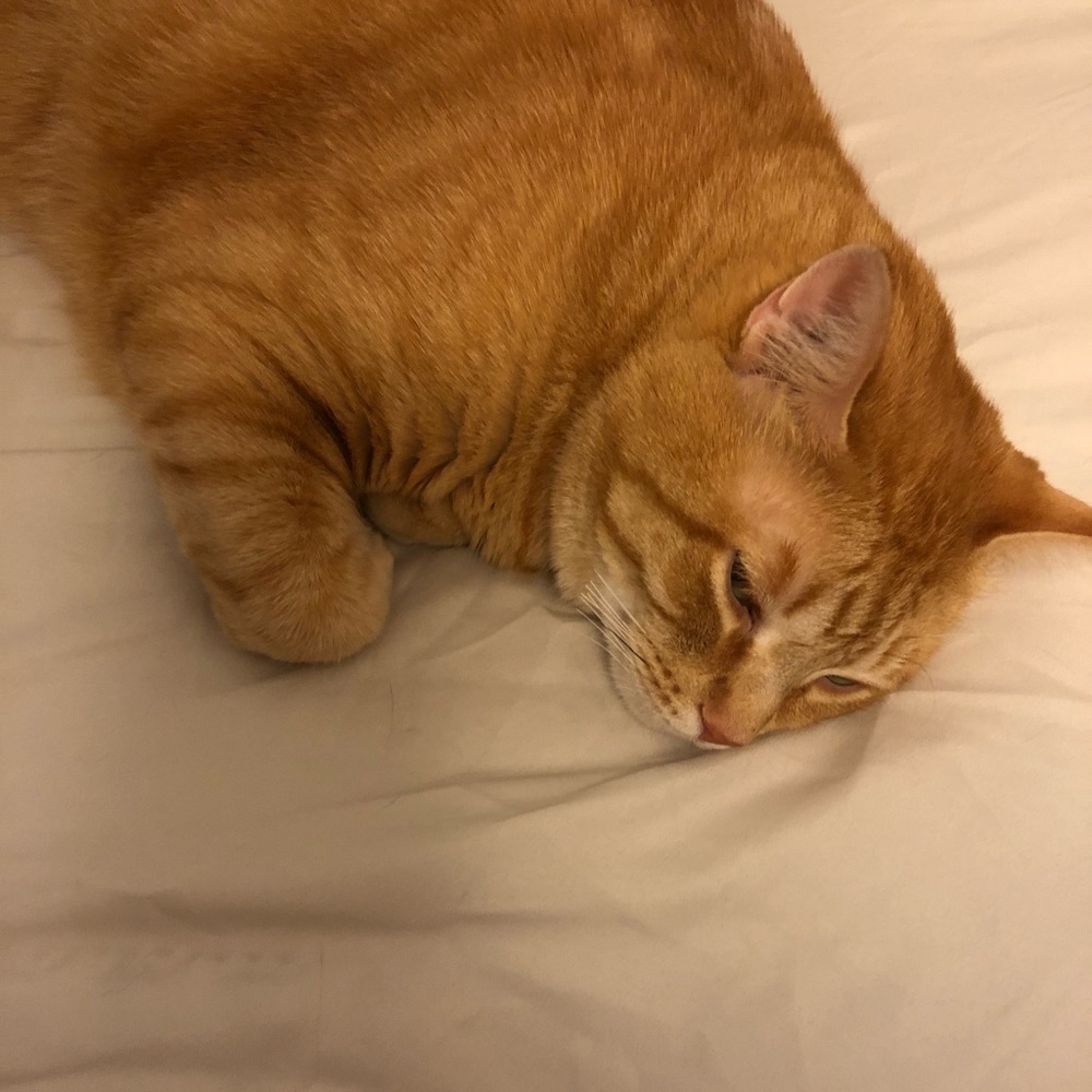 Meet your Posher, Josefina